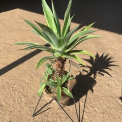 植物にもアイアンは合う？？