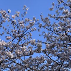 新年度が始まりました